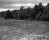 Trees by Field
