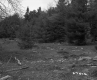 Branches by Trees