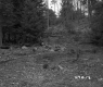 Slope with Branches