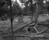 Destroyed Trees