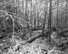 Forested Area