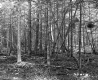 Forested Area