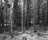 Forested Area