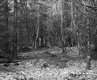 Forested Area