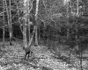 Forested Area