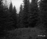 Conifers on Hill