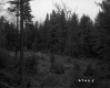 Branches on Hill