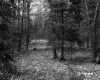 Slope in Forest