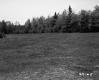 Field with Trees