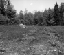Field with Flowers and Rock