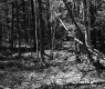 Forest with Trees and Branches