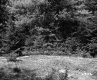 Trees by Grass