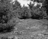 Trees Surrounding Grass