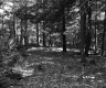Forest and Branches