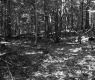Branches in Forest