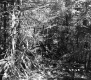 Branches in Forest