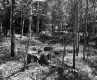 Tree Stumps in Forest