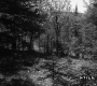 Forested Area