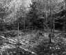 Branches in Forest