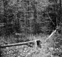 Fallen Tree