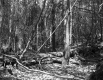 Fallen Tree