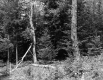 Forested Area