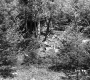 Branches and Rocks in Forest