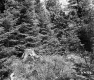 Stump by Forest
