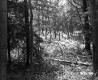 Branches in Forest