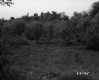 Field with Trees