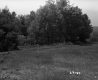 Field Extending to Trees