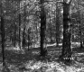 Branches in Forest