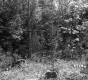 Stumps by Forest