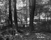 Branches and Trunks in Forest