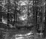 Tree Branches