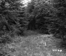 Grass in Forest