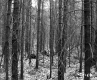 Skinny Trees