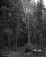 Coniferous Trees