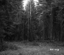 Branches in Forest