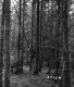 Coniferous Trees