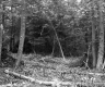 Branches in Forest