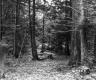 Stumps in Forest