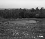 Flowers by Pond