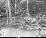 Goshen Brook