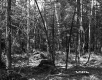 Branches in Forest