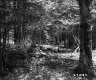 Branches at Sanderlin Camp