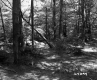 Trees at Sanderlin Camp