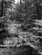 Wood Pole in Forest