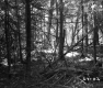 Branches in Forest