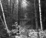 Hilly Forest Landscape in St. Johnsbury 1